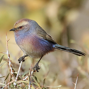 White-browed Tit-Warbler